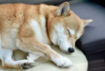 ペットの死に向き合うとは｜接し方・乗り越え方は飼い主さん次第