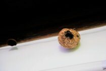 蜂の巣は駆除するべき？放置するべき？蜂の巣の正しい対処法について