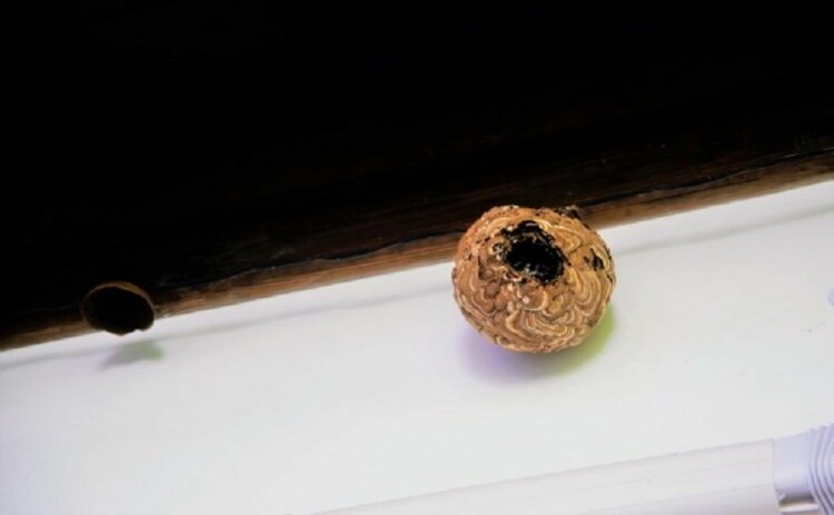 蜂の巣は駆除するべき？放置するべき？蜂の巣の正しい対処法について