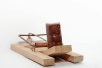 ねずみ駆除の罠を自分で作る方法と注意点！セルフ駆除は処理するのが大変？