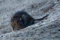 ねずみ駆除は難しい？ねずみを完全駆除するための方法とは