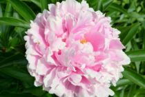 芍薬は剪定や水やり/肥料やりが重要！鉢植えで芍薬の花を楽しむ方法