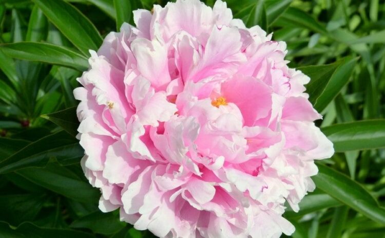 芍薬は剪定や水やり/肥料やりが重要！鉢植えで芍薬の花を楽しむ方法