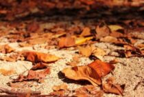 10月に発生するのはサクラアリの羽アリかも！シロアリや他のアリとの違いを解説！