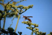 アシナガバチは『2回目』が危険！そのおそろしい症状と対処・予防法