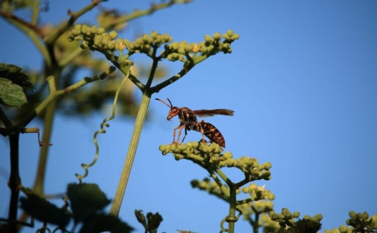 アシナガバチは『2回目』が危険！そのおそろしい症状と対処・予防法