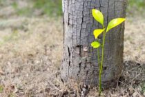 大切な樹木を守りたい！ハタねずみを駆除する方法をご紹介