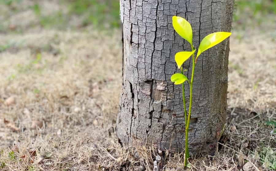 大切な樹木を守りたい！ハタねずみを駆除する方法をご紹介