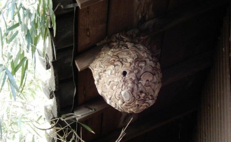 ひょっとしてスズメバチの巣？その見分け方や営巣時期・駆除方法まで