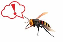 オオスズメバチの駆除をDIYで安全にする方法！ ただし無理は禁物です