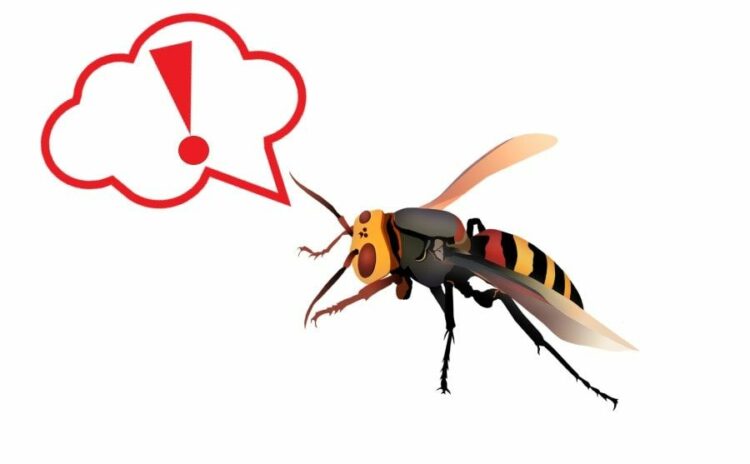 オオスズメバチの駆除ができるかの判断方法とは？場所や見分け方も