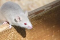 ねずみ駆除業者を選ぶ方法とは？失敗しないためのポイントを解説！