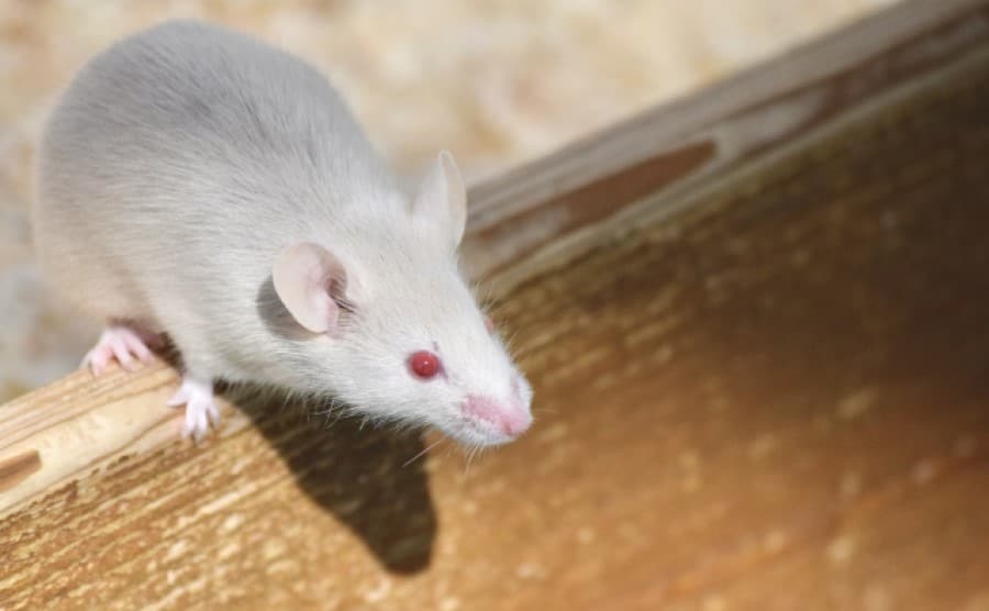 ねずみ駆除業者を選ぶ方法とは？失敗しないためのポイントを解説！