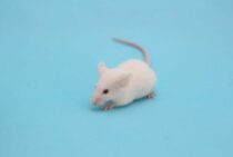 ワルファリンはねずみ駆除でもっともよく使われる殺鼠剤！