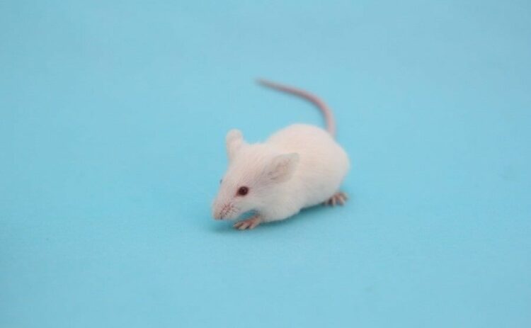 ワルファリンはねずみ駆除でもっともよく使われる殺鼠剤！