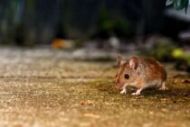 ねずみ駆除にナフタリンは使える？忌避剤になる理由を解説！