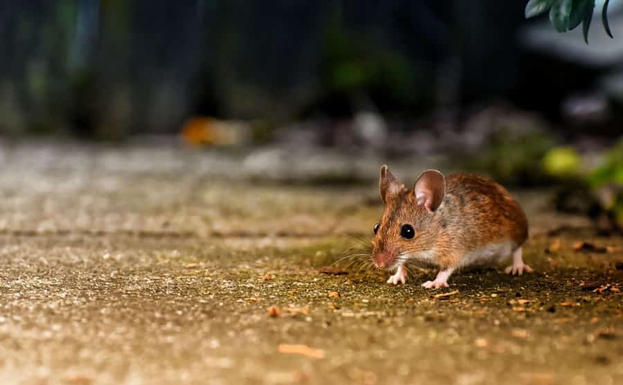 ねずみ駆除にナフタリンは使える？忌避剤になる理由を解説！