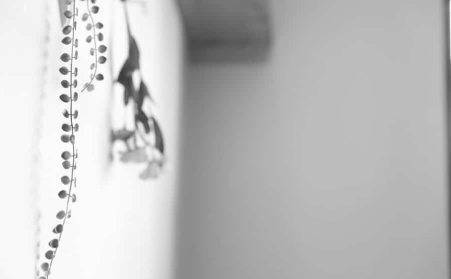 ねずみ駆除で壁の中を対策するには！閉鎖的な空間を活かす方法を解説