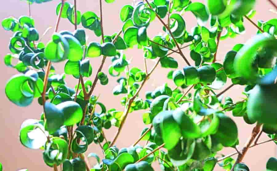 ベンジャミンの剪定時期と方法まとめ｜健康的に育てるコツをご紹介！