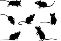 ねずみ駆除に使う超音波の口コミは参考になる？効果や撃退方法まとめ