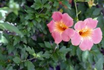 ノウゼンカズラの剪定時期・方法｜キレイな花を咲かせる育て方