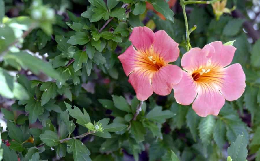 ノウゼンカズラの剪定時期・方法｜キレイな花を咲かせる育て方