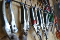 ボトルツリーの剪定時期と手順│お手入れ方法を知って元気に育てよう