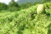 ヒマラヤスギの剪定方法・時期・仕立て方｜庭木の正しい育て方