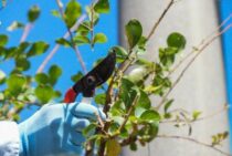 剪定鋏の研ぎ方で切れ味が変わる！長持ちさせるお手入れ方法を解説