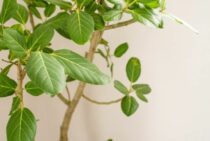 ゴムの木の剪定方法・時期｜剪定前に知っておきたい3つのポイント