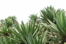 ユッカの剪定時期や手順について│毎日のお手入れ方法などもご紹介