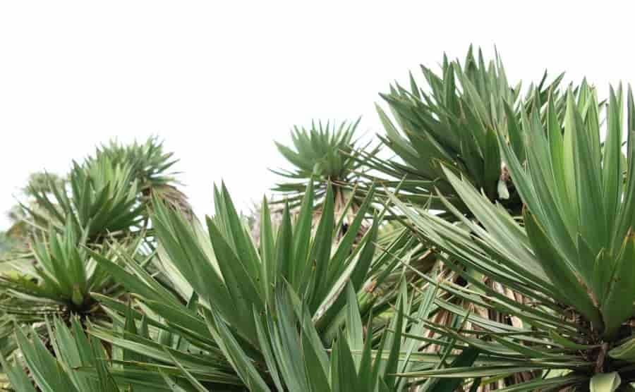 ユッカの剪定時期や手順について│毎日のお手入れ方法などもご紹介