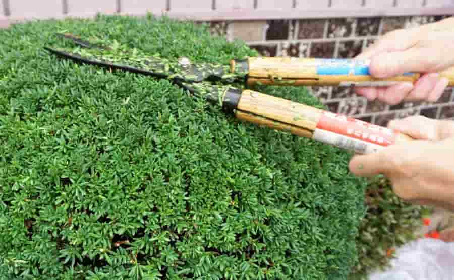 刈り込みと剪定の違いを解説！適切な方法で植物の健康を維持しよう