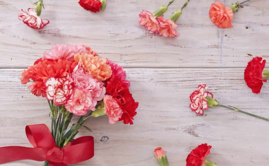 美しいカーネーションは剪定がカギ！正しい剪定方法と育て方をご紹介