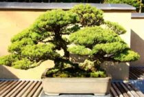 五葉松の盆栽の剪定！美しい樹形を保つためのお手入れ方法とは？