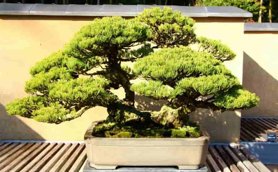 五葉松の盆栽の剪定！美しい樹形を保つためのお手入れ方法とは？