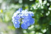 ルリマツリの剪定方法とは｜剪定時期や剪定のコツなどをお教えします