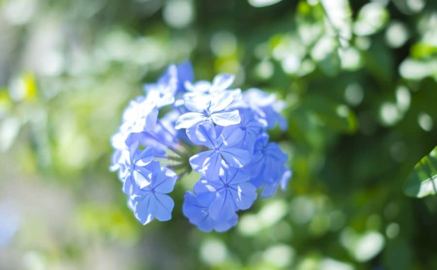 ルリマツリの剪定方法とは｜剪定時期や剪定のコツなどをお教えします