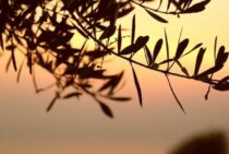 ロシアンオリーブを剪定して整える！剪定方法や育て方などをご紹介