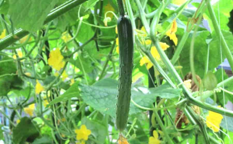 キュウリの剪定時期と方法｜家庭菜園で多く収穫する野菜栽培のコツ