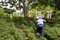 シルバー人材センターの剪定料金はいくら？費用相場と依頼方法を解説