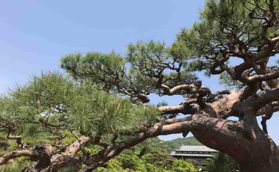 剪定をおこなうのは剪定師じゃない？庭師と植木屋の違いを解説します