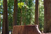 庭木のひこばえは剪定が必要！樹木の枝を切るコツや時期を紹介