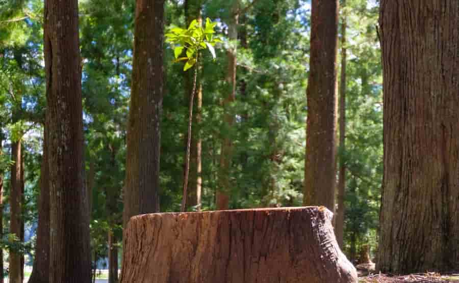 庭木のひこばえは剪定が必要！樹木の枝を切るコツや時期を紹介