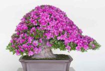 【皐月盆栽剪定】大きくする場合と現状維持に適した時期や方法を解説