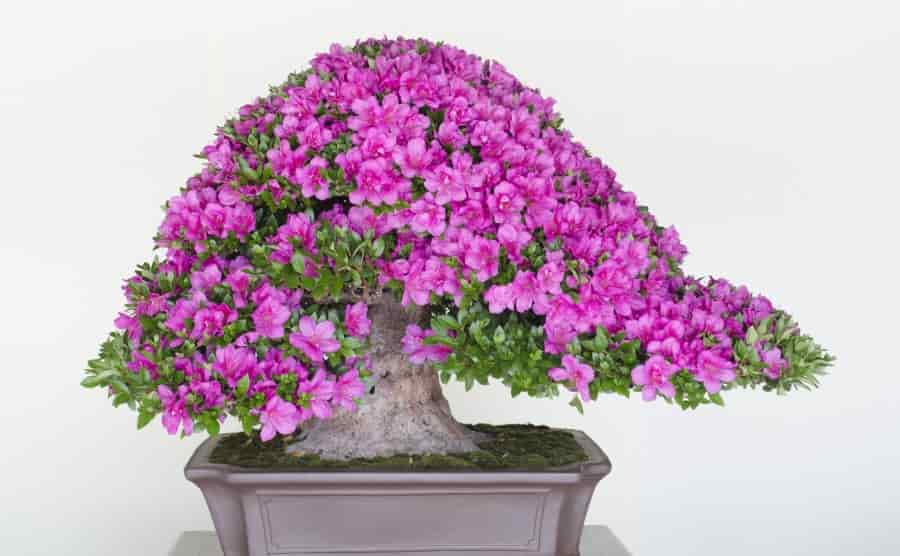 【皐月盆栽剪定】大きくする場合と現状維持に適した時期や方法を解説