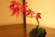初心者でも簡単にもみじの盆栽を剪定できる時期・方法をお伝えします