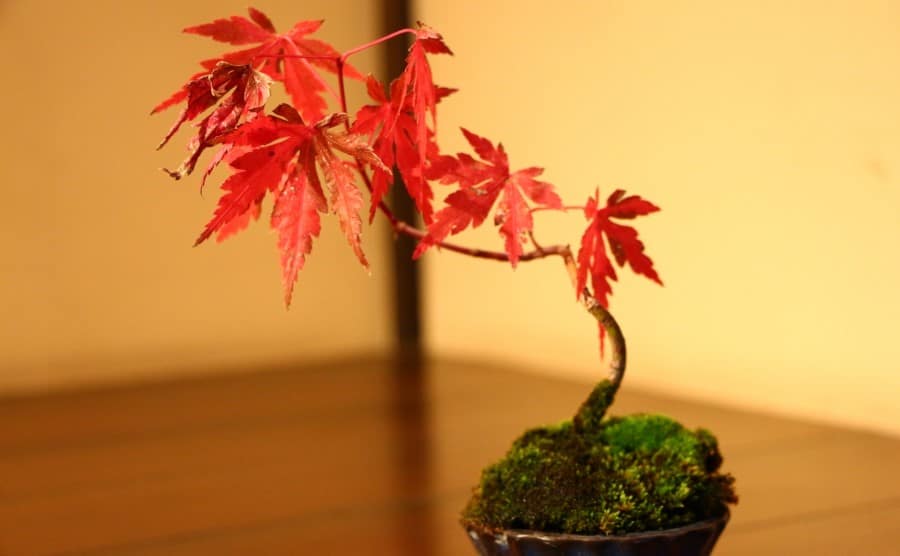 初心者でも簡単にもみじの盆栽を剪定できる時期・方法をお伝えします