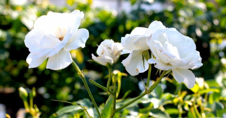 アイスバーグの剪定は木立性とつる性で2通り！バラの誘引方法も解説