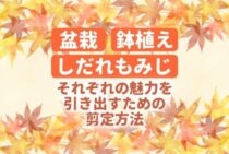 もみじの剪定を成功させるコツは？種類と時期に応じたお手入れが大切